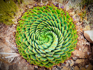 Spiral Aloe