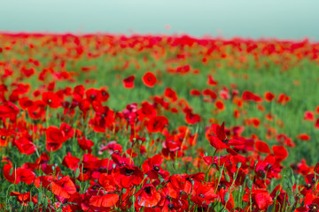 quiet red poppy field