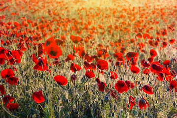 Obraz premium beautiful morning poppy field