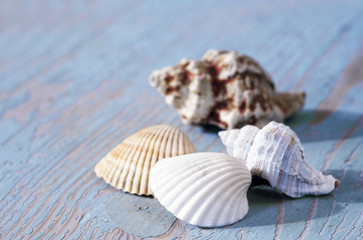 Muscheln auf blauem shabby Brett