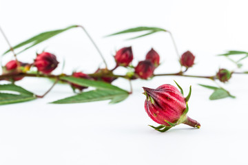 Hibiscus sabdariffa or roselle fruits.