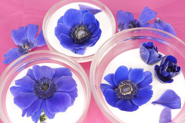 Blue Anemones in buttermilk on pink background - 61308908