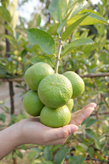 Hand and Green lemon on tree.