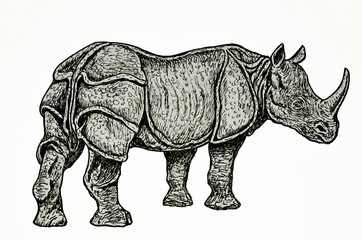 Fototapeta premium disegno a mano libera di rinoceronte indiano