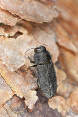 Anthaxia similis on pine wood, macro photo