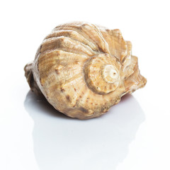 Beautiful seashell
