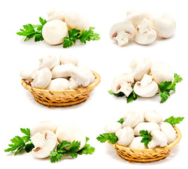 Collection of champignon mushroom white agaricus isolated
