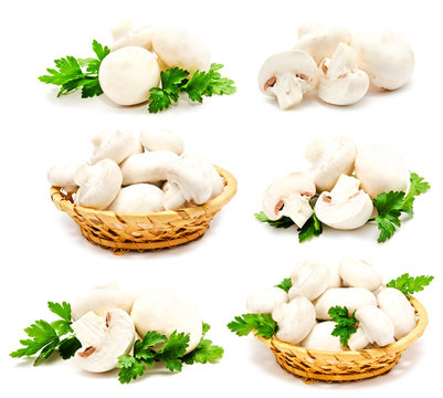 Collection of champignon mushroom white agaricus isolated