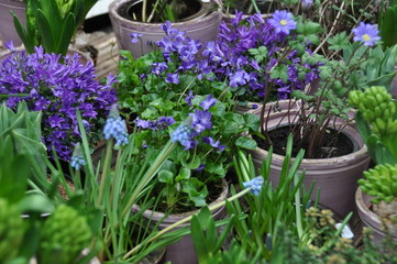 blaue Frühlingsblumen