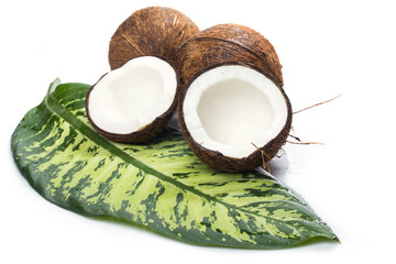 Coconuts on white background