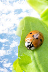 Lady bug
