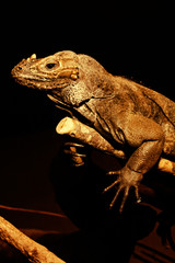 Obraz premium Eidechse