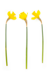 Bunch of daffodil's isolated on a white studio background.