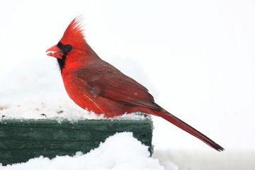 Cardinal In Snow