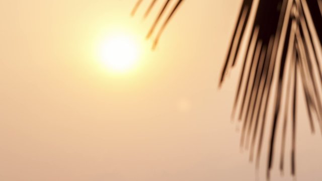 Beautiful tropical sunrise with a palm tree