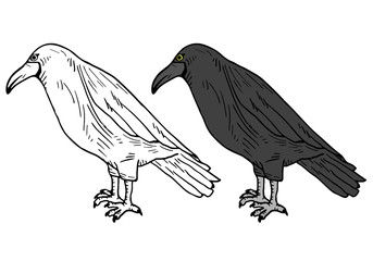 Colorable bird