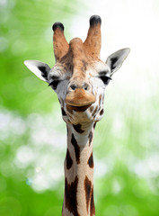 Obraz premium Giraffe