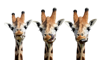 girafes isolées