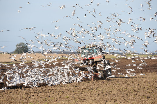 Acker, M&ouml;wen, V&ouml;gel, Pflug, Trecker, Kulturfolger, Feld