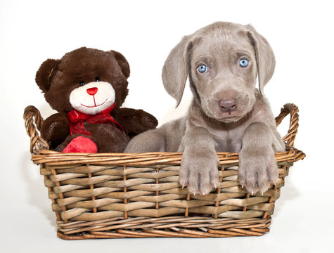 Weimaraner Puppy