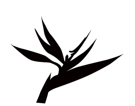 Birds of paradise silhouette-vector