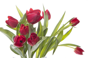 Rote Tulpen