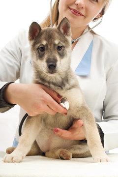 husky puppy vet listening through a stethoscope