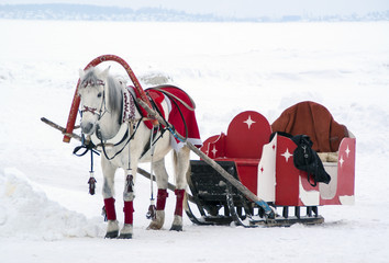 The horse harnessed to a sledge in winter