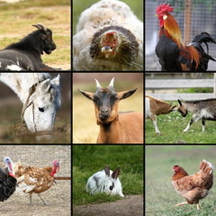 many farm animals together