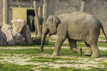 Fototapeta premium Elephant Family