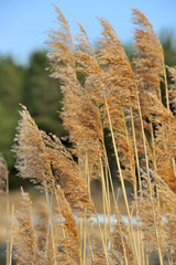 Panicles of Common Reed (Phragmites) © Vidady