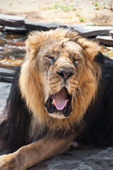 Lion