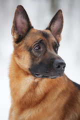 Large Shepherd sits and stares into the distance