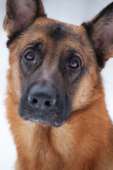 Close-up of red Shepherd