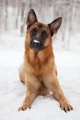 Redhead dog lies on the snow in winter