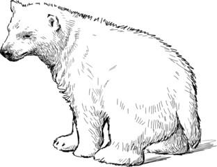 white bear cub