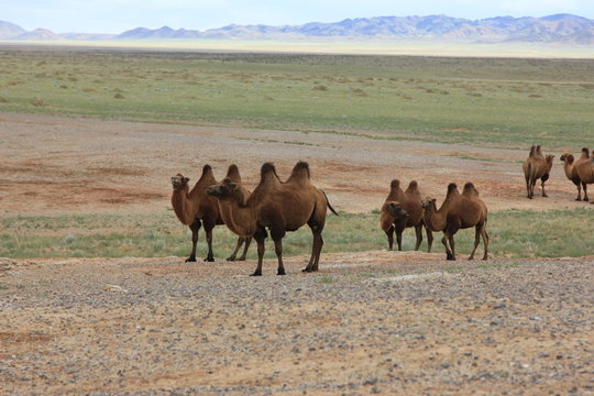 Верблюды пасуться