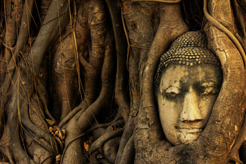head of sandstone buddha tree roots covered at Wat Mahathat, Ayu