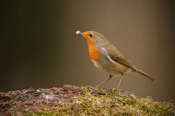 Forest robin with fat