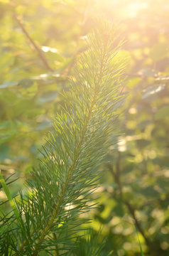 Pine-tree needle branch in sunset lights