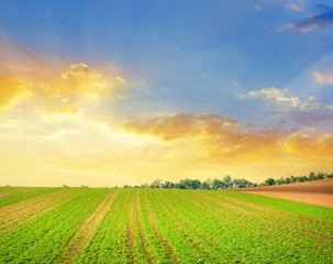 Obraz premium green field