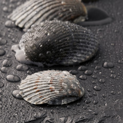 Sea shell with dew