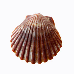 Seashells photos, royalty-free images, graphics, vectors & videos | Adobe Stock