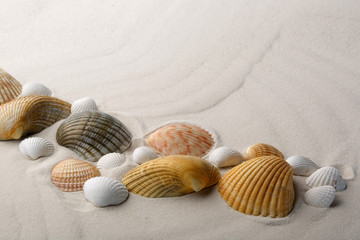 Sea shells on sand.