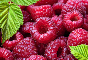  Raspberry background with leaf