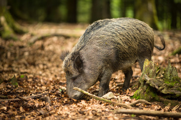 Wild boar (Sus scrofa)