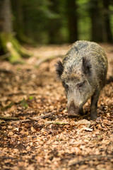 Wild boar (Sus scrofa)