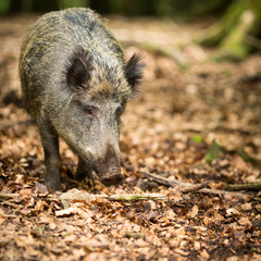 Wild boar (Sus scrofa)
