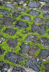 cobblestone pavement with green grass in between