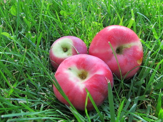 Ripe apples laying on the lawn grass in the sunny autumn garden